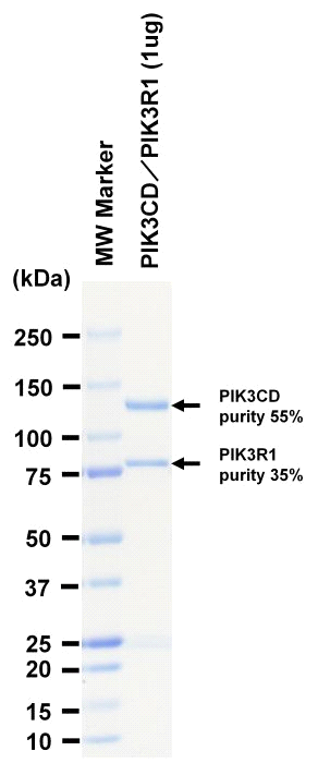 The purity was assessed by SDS-PAGE/CBB staining.